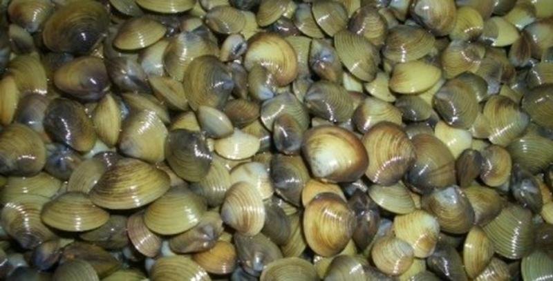 Ý nghĩa thú vị trong giấc mơ thấy con hến